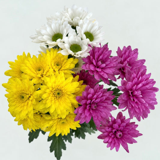Chrysanthemum Pompom - Random Mix (3-5 Stems)