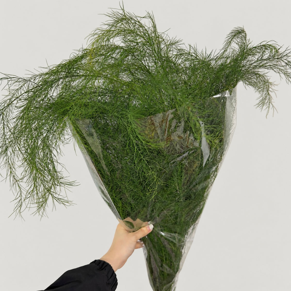 Asparagus Grass (Luxuncao)