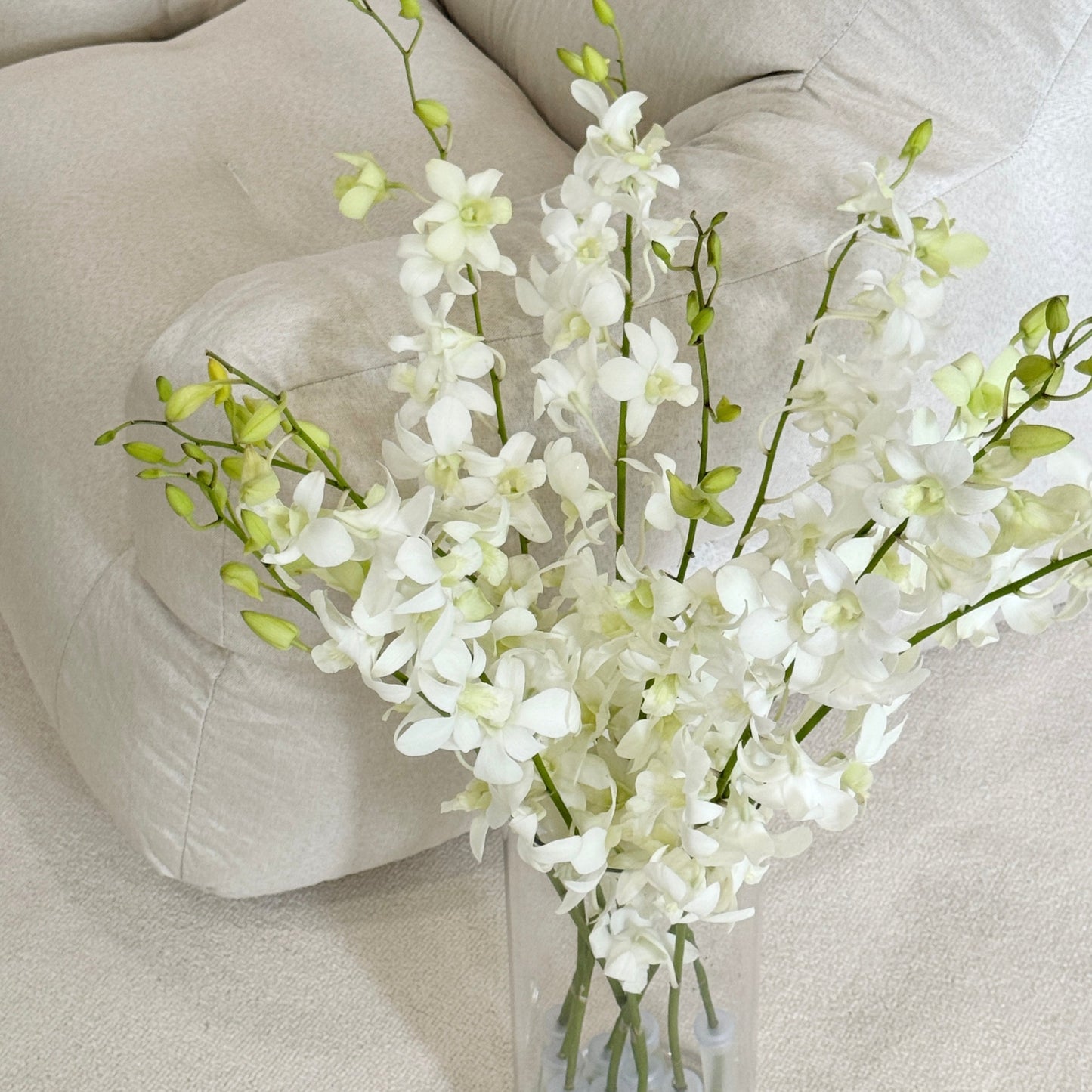 Dendrobium Orchid 50-54cm - White