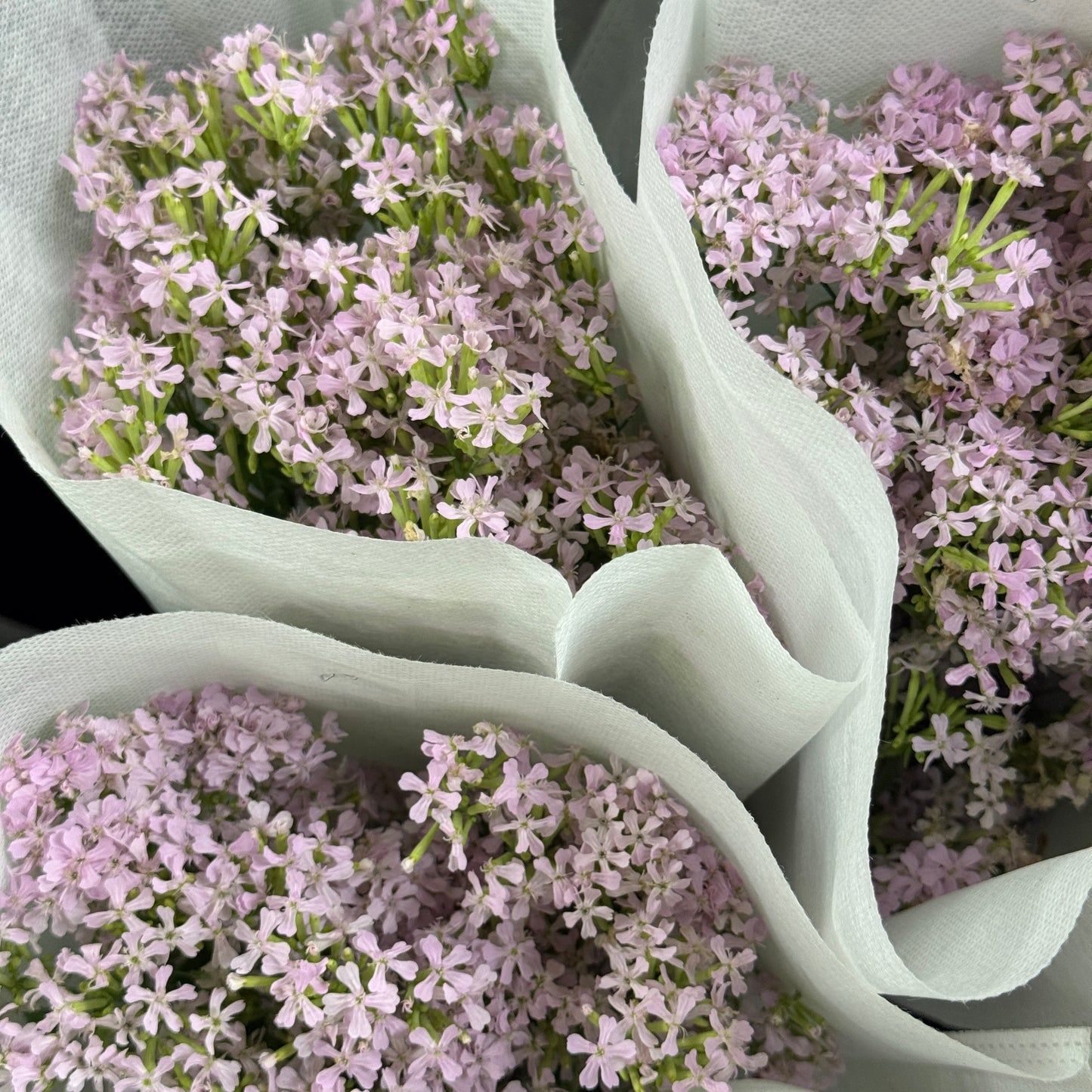 Saponaria