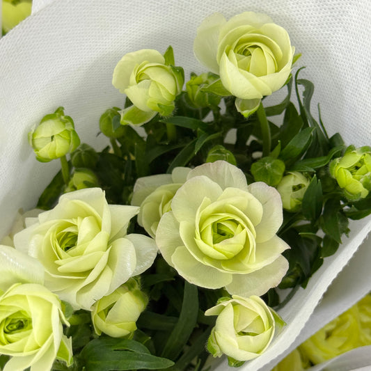 Ranunculus Butterfly - Light Yellow
