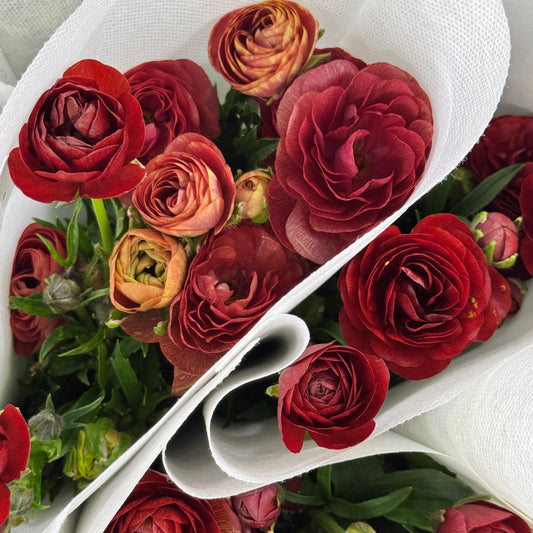 Ranunculus Butterfly - Dark Red