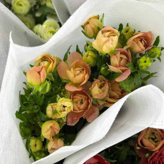 Ranunculus Butterfly - Champagne