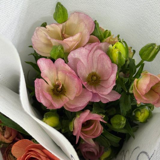 Ranunculus Butterfly - Pink