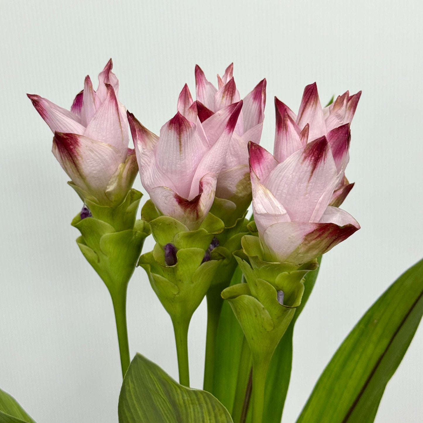 Curcuma Alismatifolia 姜荷花 - Double Pink