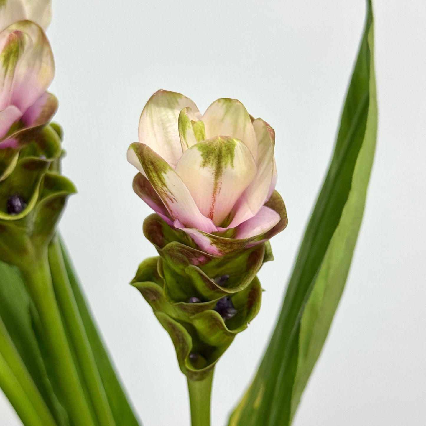 Curcuma Alismatifolia 姜荷花 - Pink