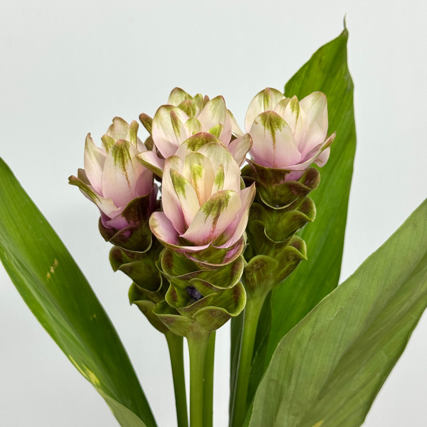 Curcuma Alismatifolia 姜荷花 - Pink