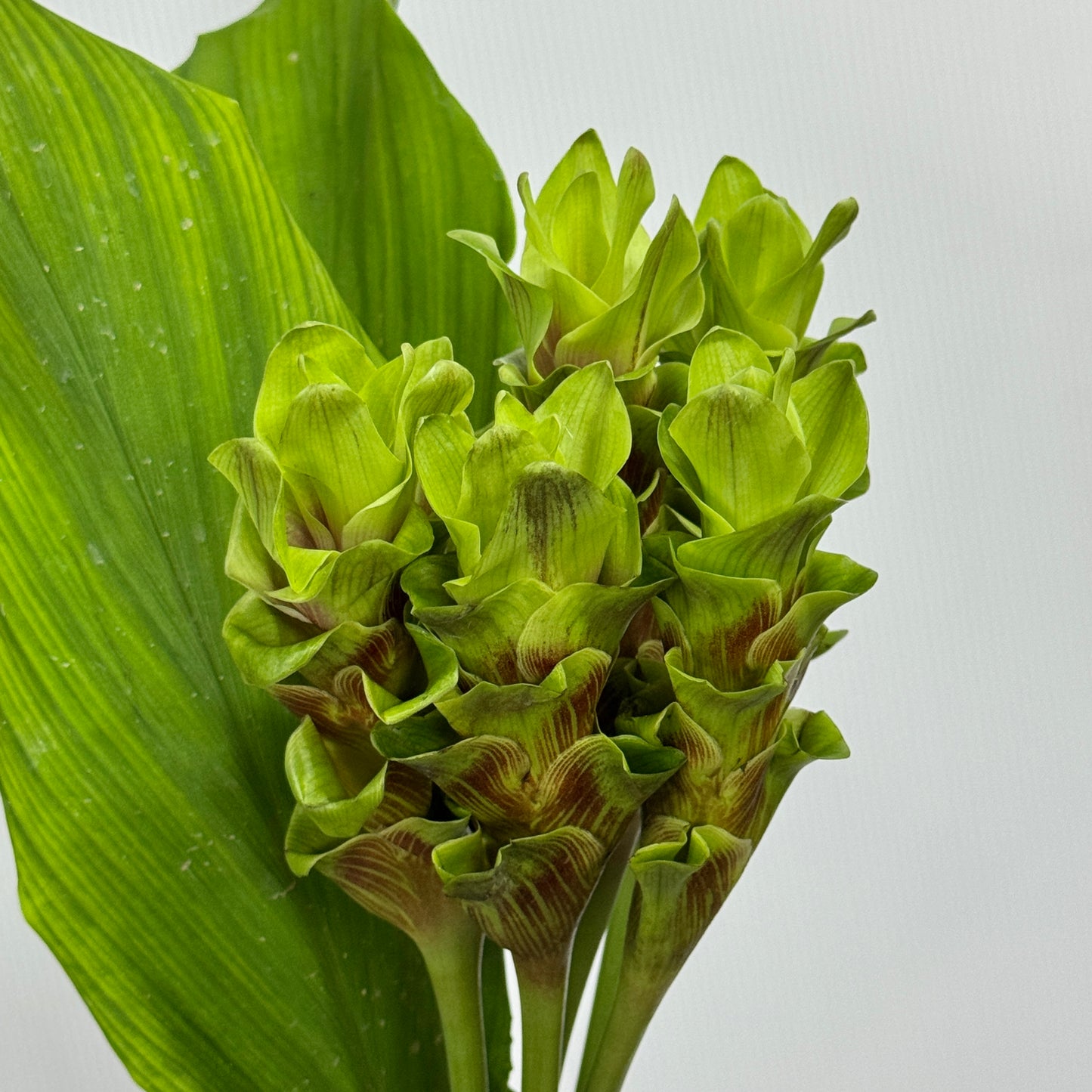 Curcuma Alismatifolia 姜荷花 - Green