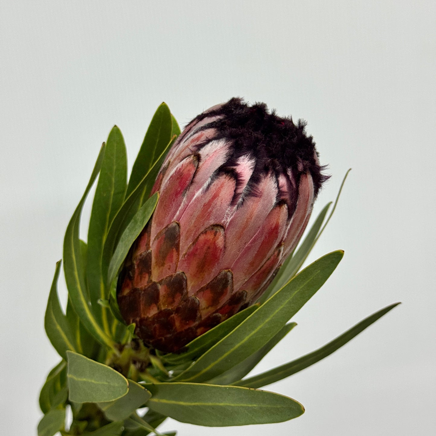Protea 公主花