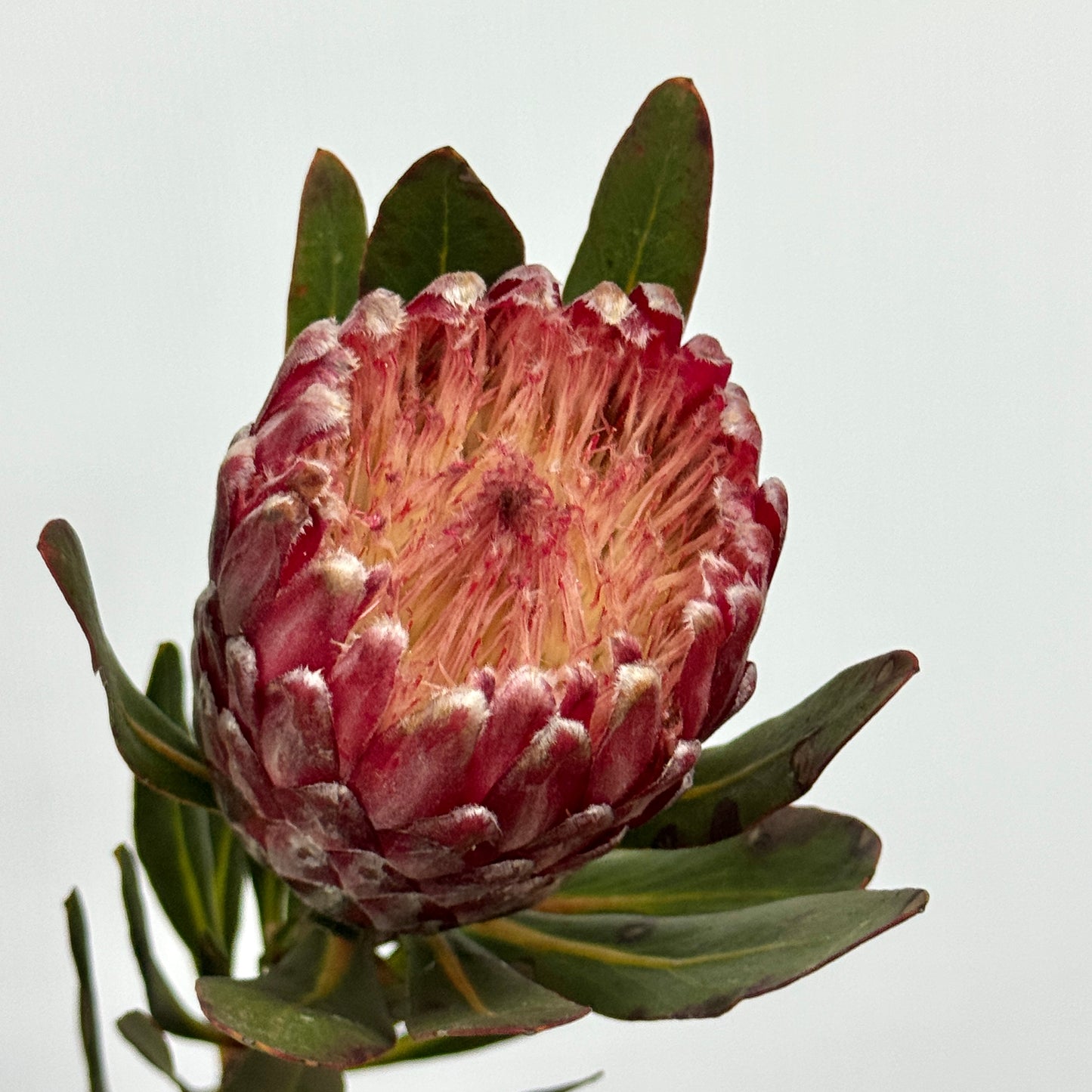 Protea 公主花