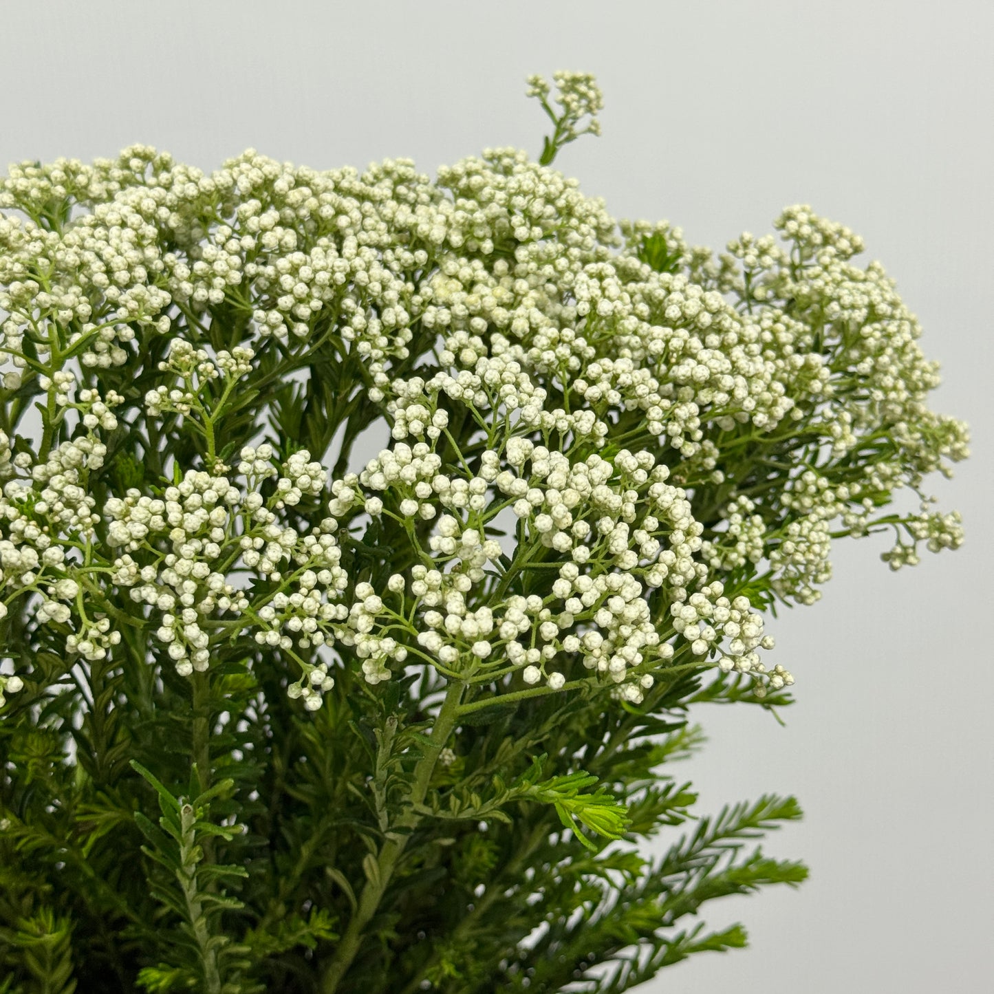 Rice Flower - White