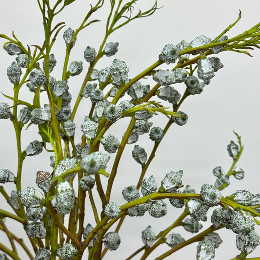 Eucalyptus Fruit