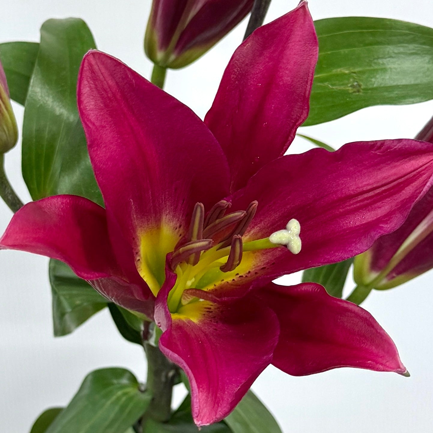 Lily 4+ & 5+ - Firestone