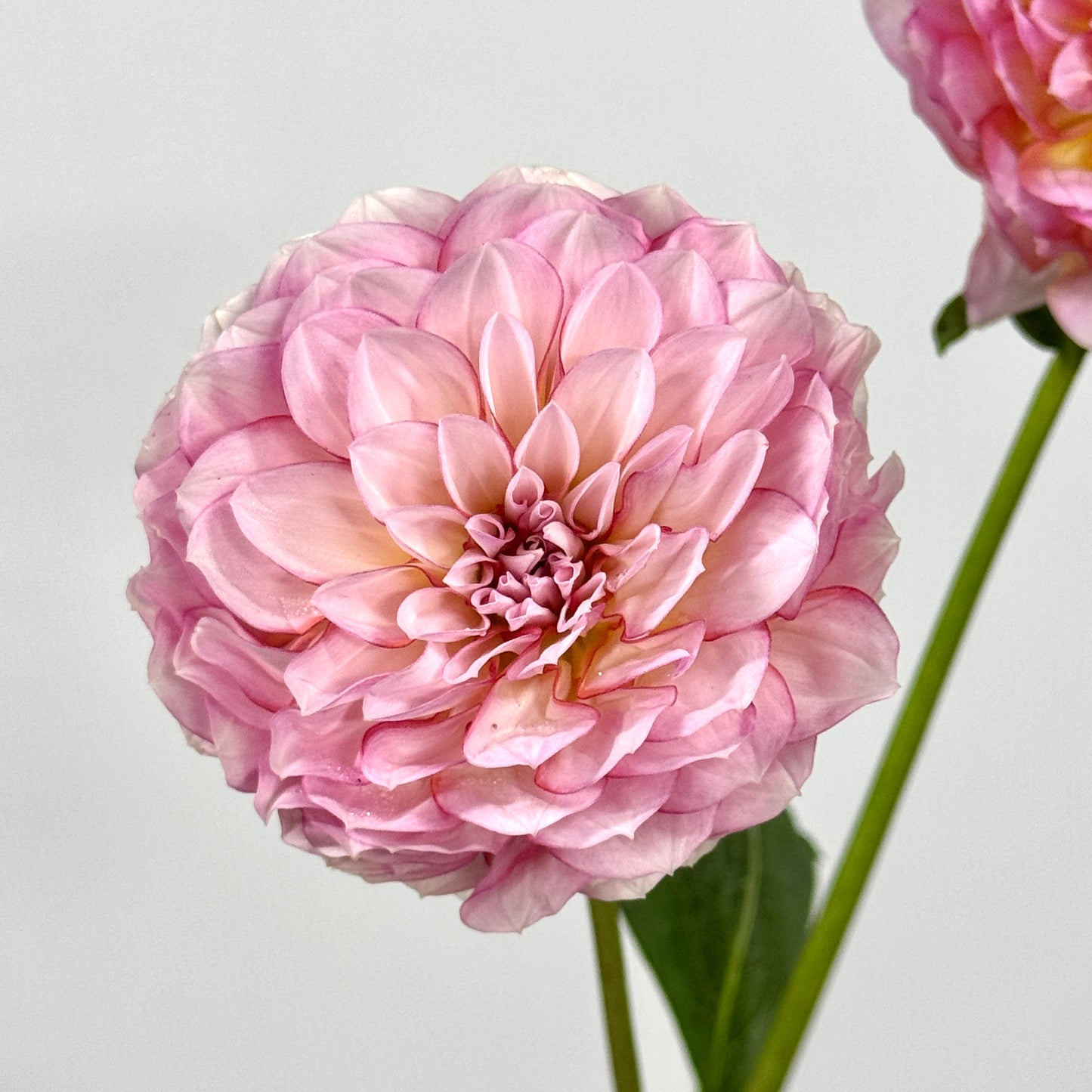 Dahlia - Pink