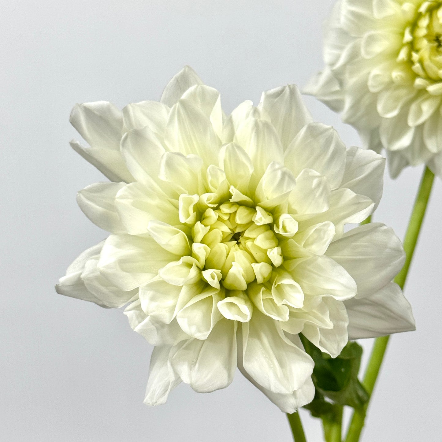 Dahlia - White