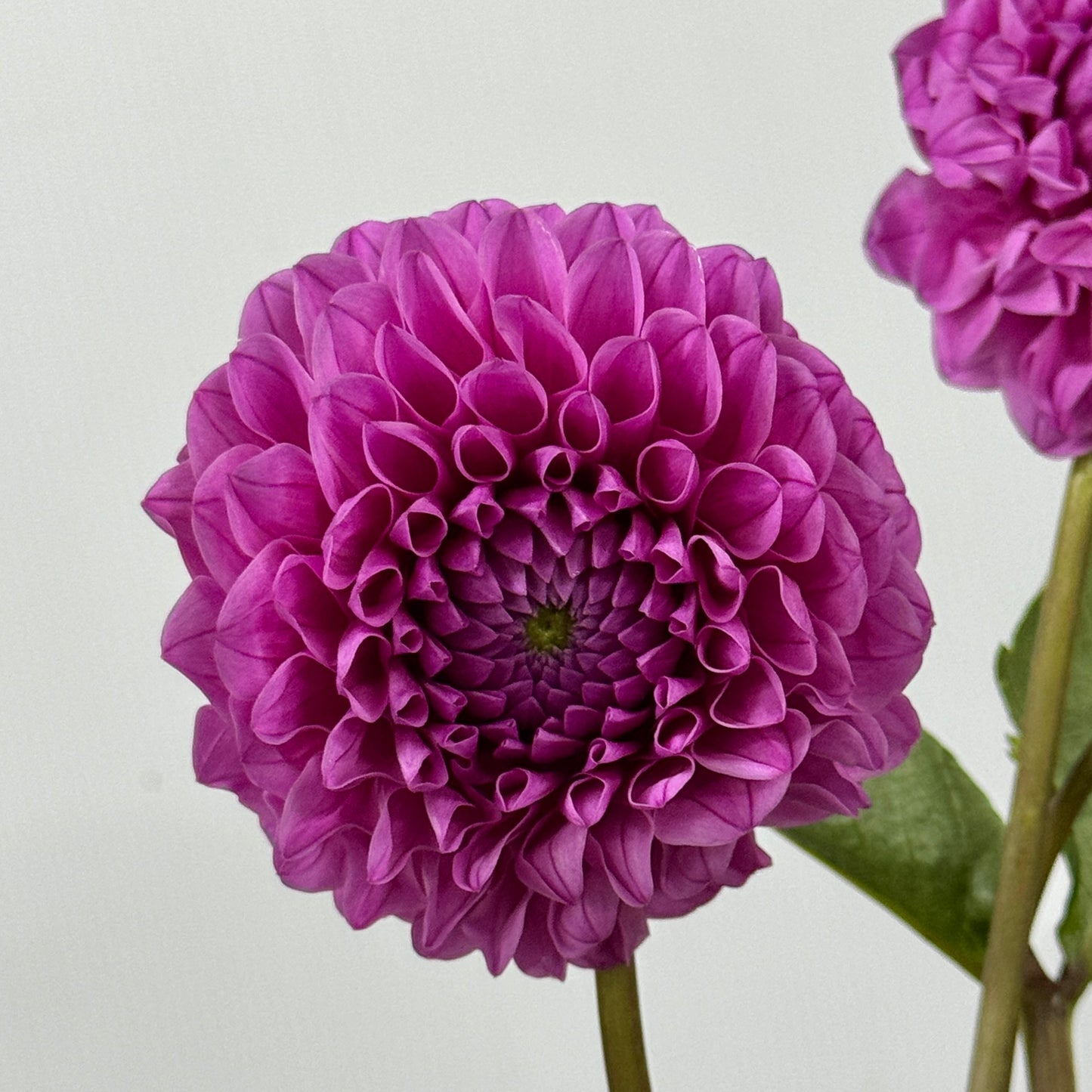 Dahlia - Purple