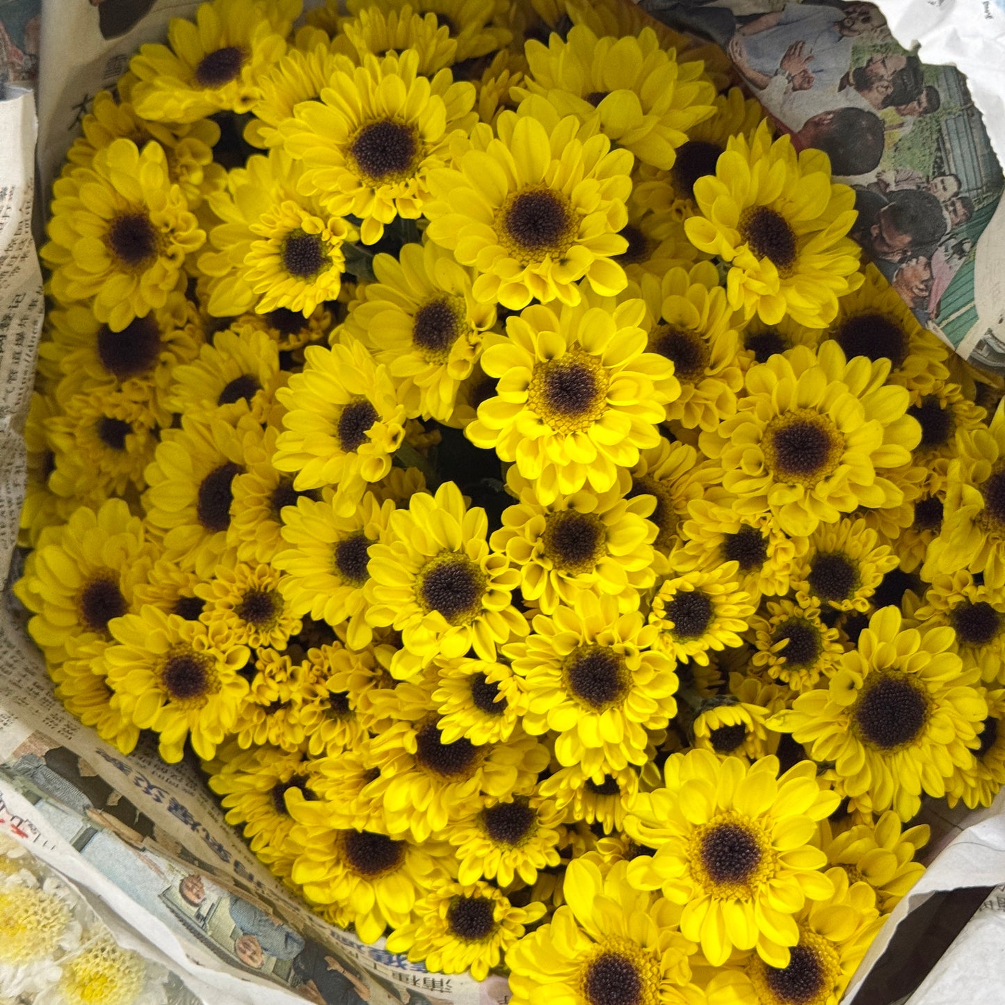 Chrysanthemum Pompom - Santini Yellow