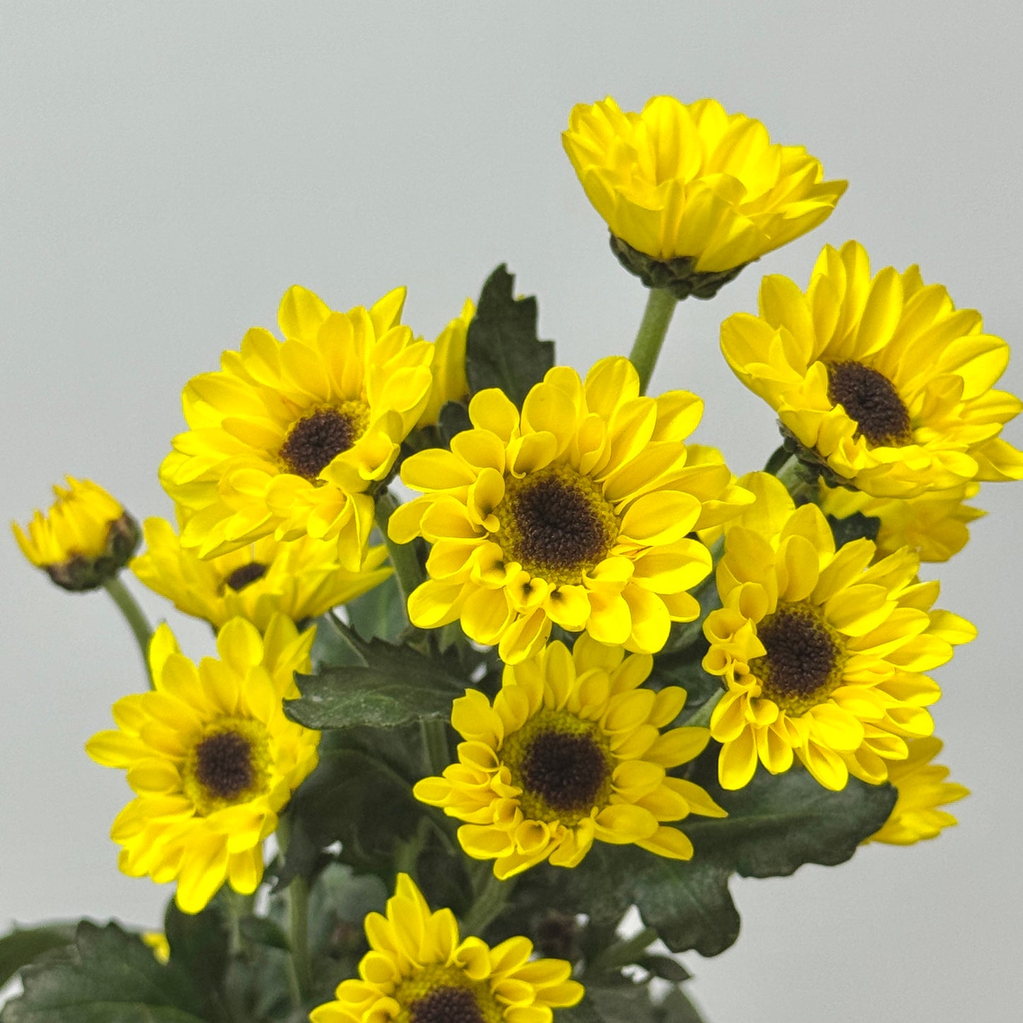Chrysanthemum Pompom - Santini Yellow