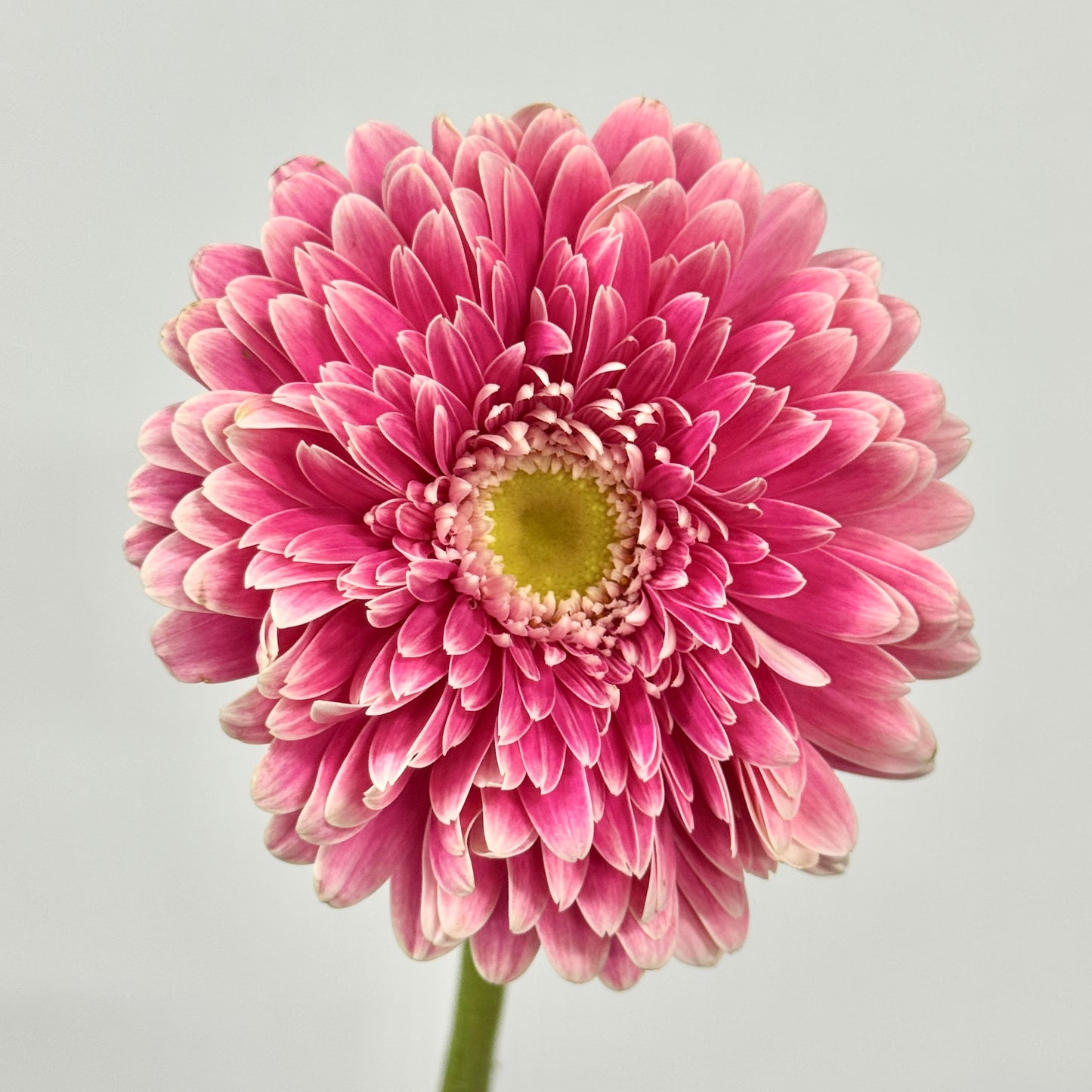 Gerbera - Pink Double Petal Outline White