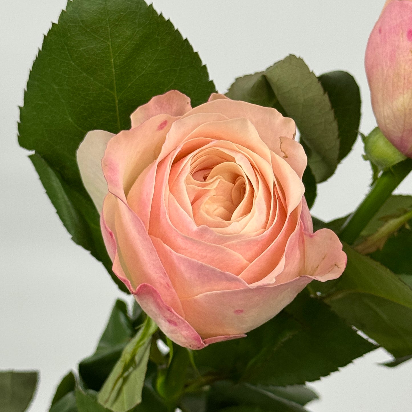 Rose - Katherine 凯瑟琳