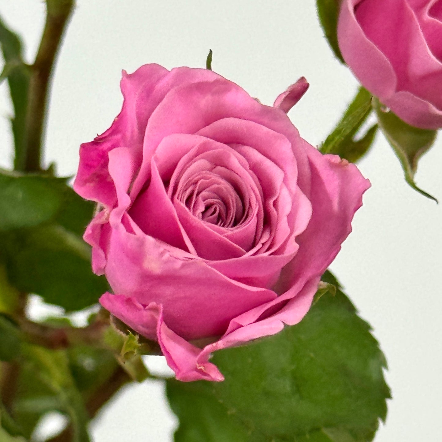 Rose Spray - Nola
