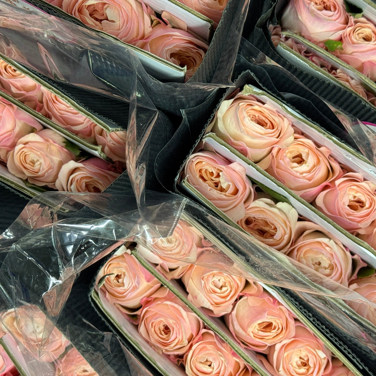 Rose - Katherine 凯瑟琳