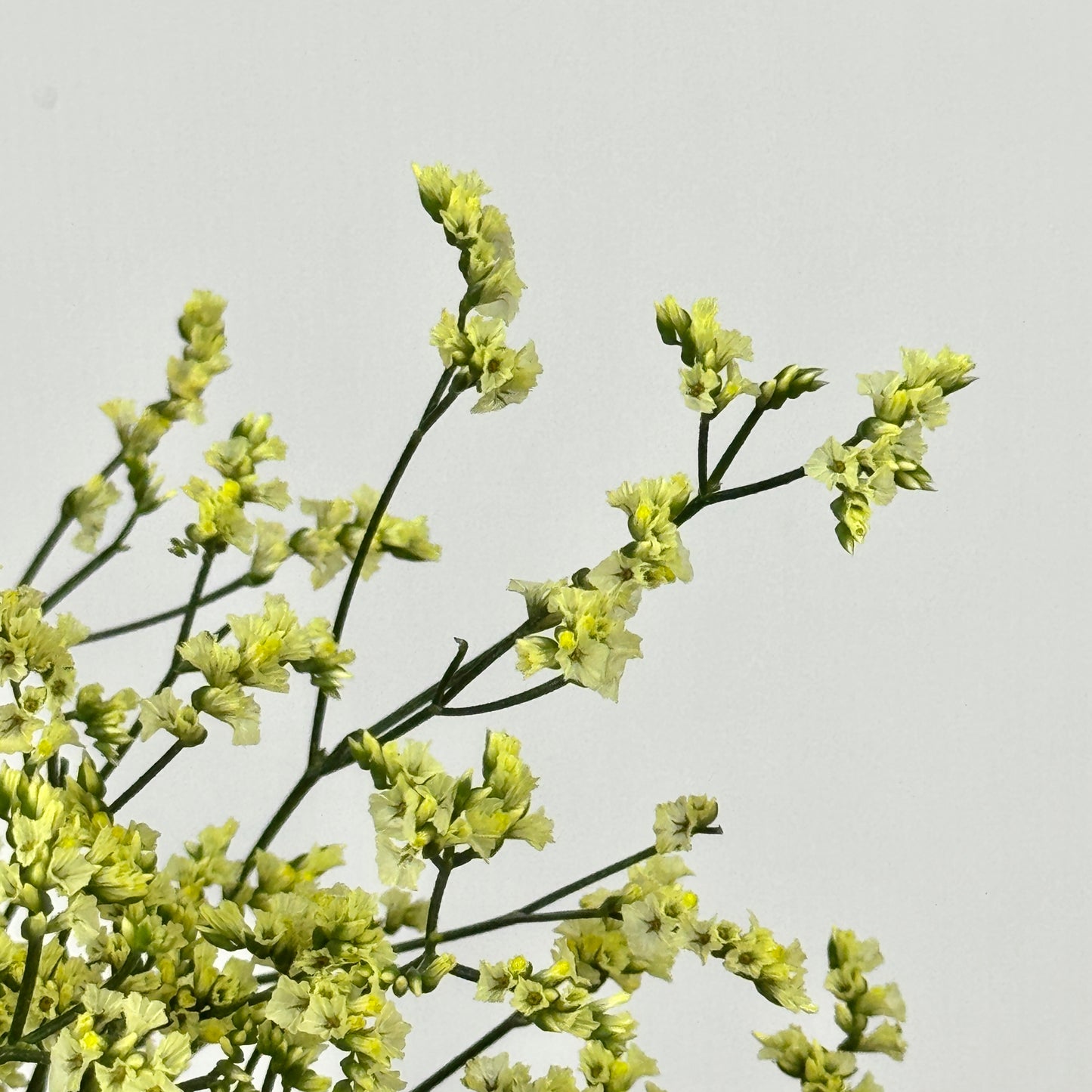 Caspia - Yellow