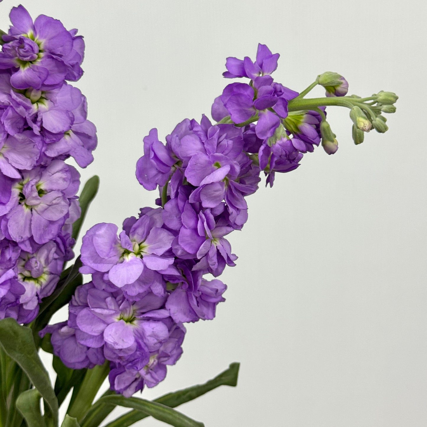 Matthiola - Dark Purple