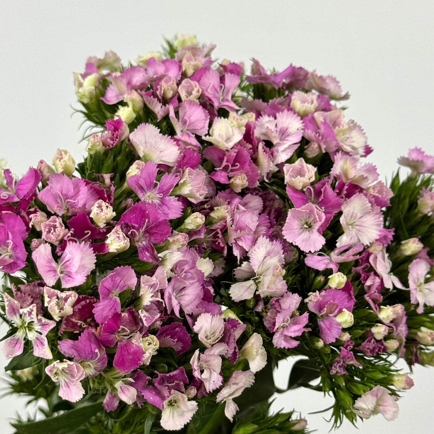 Sweet William - Light Pink