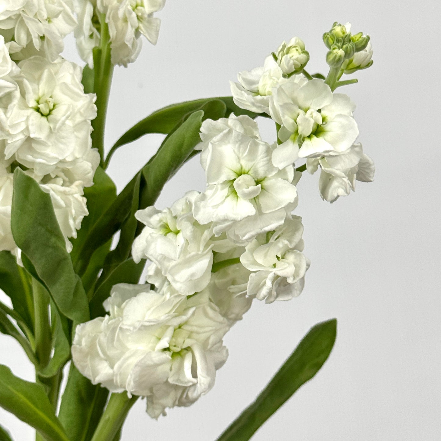 Matthiola - White