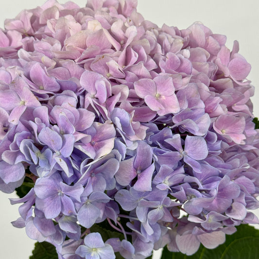Hydrangea - Purple Pink