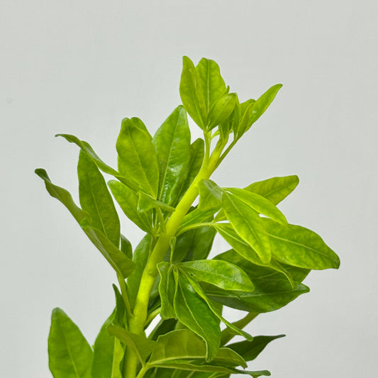 Choisya ternata 墨西哥橘叶