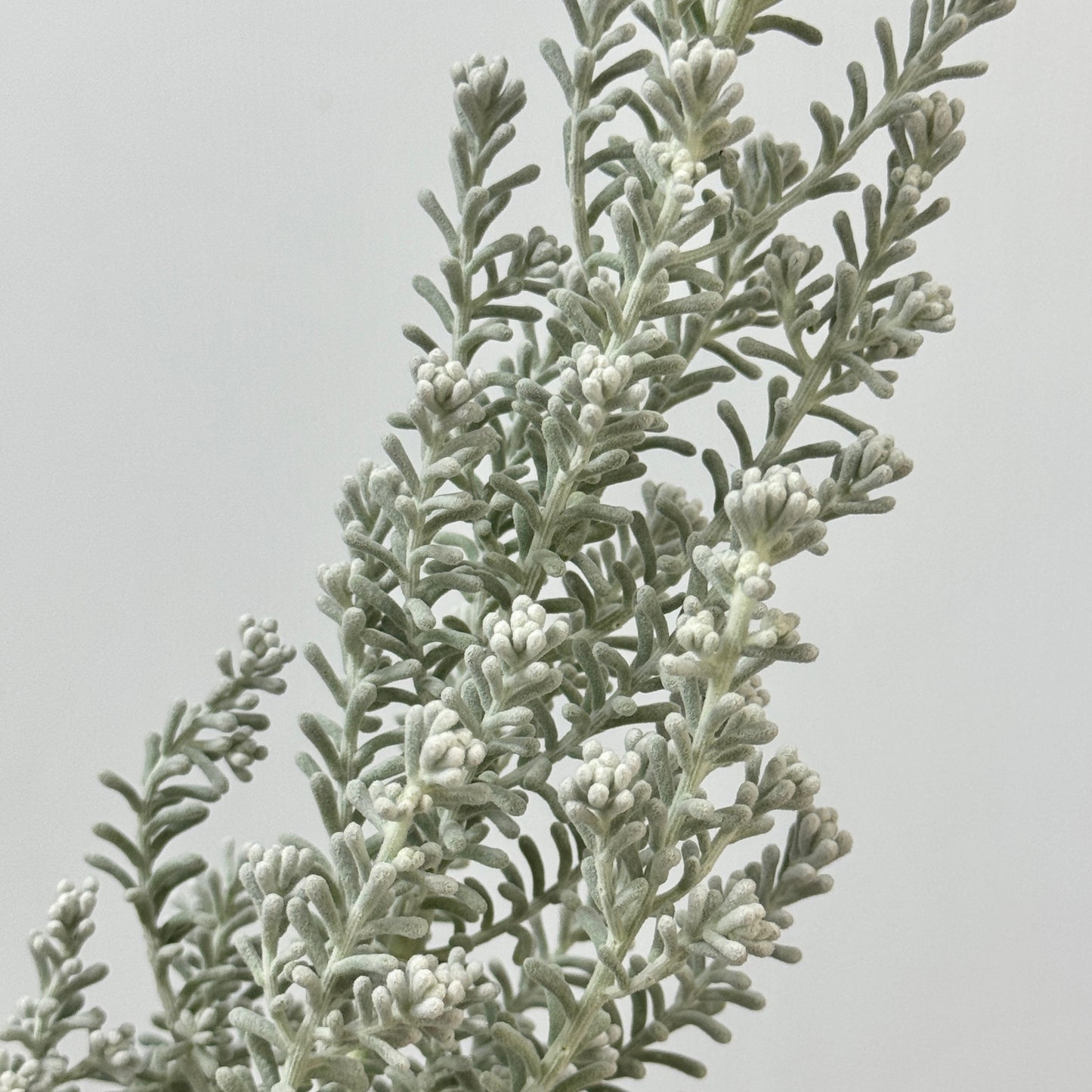 Kochia Scoparia 地肤