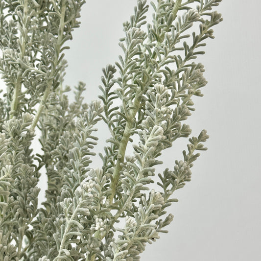 Kochia Scoparia 地肤