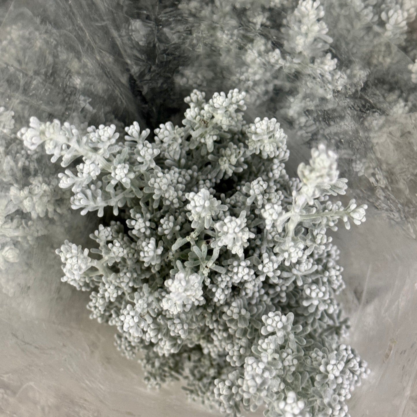 Kochia Scoparia 地肤