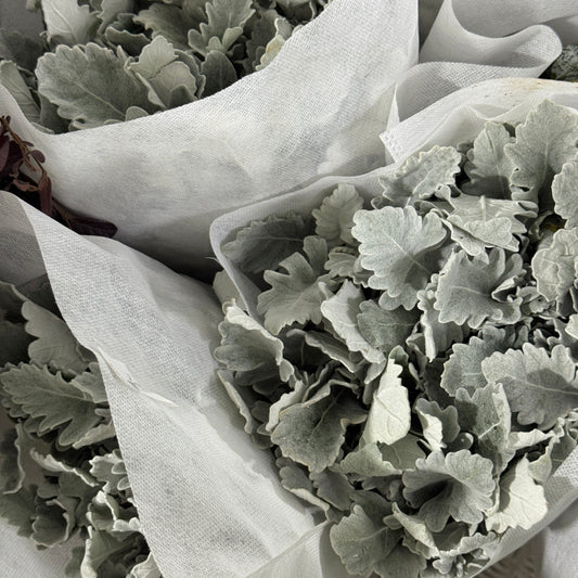 Dusty Miller - Silver Leaf 银叶菊