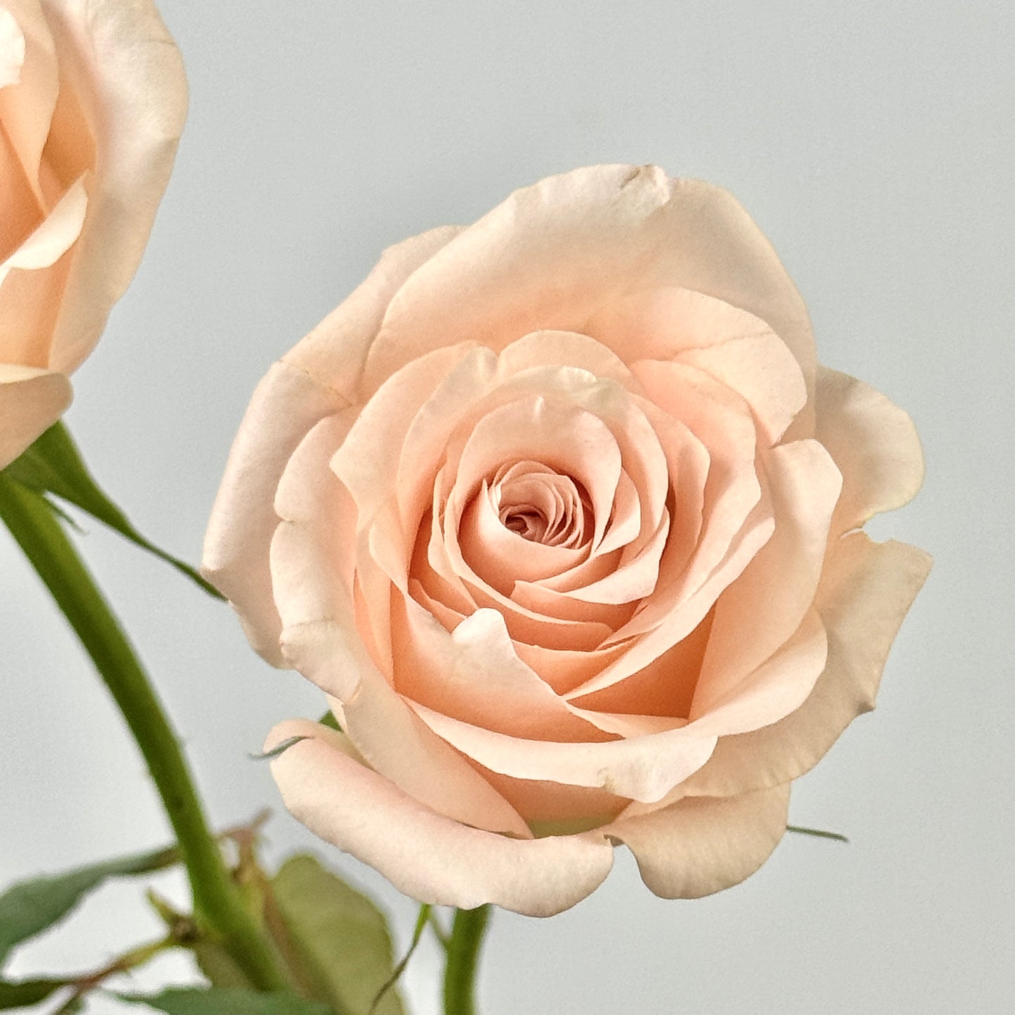 Rose - Pisces 双鱼座