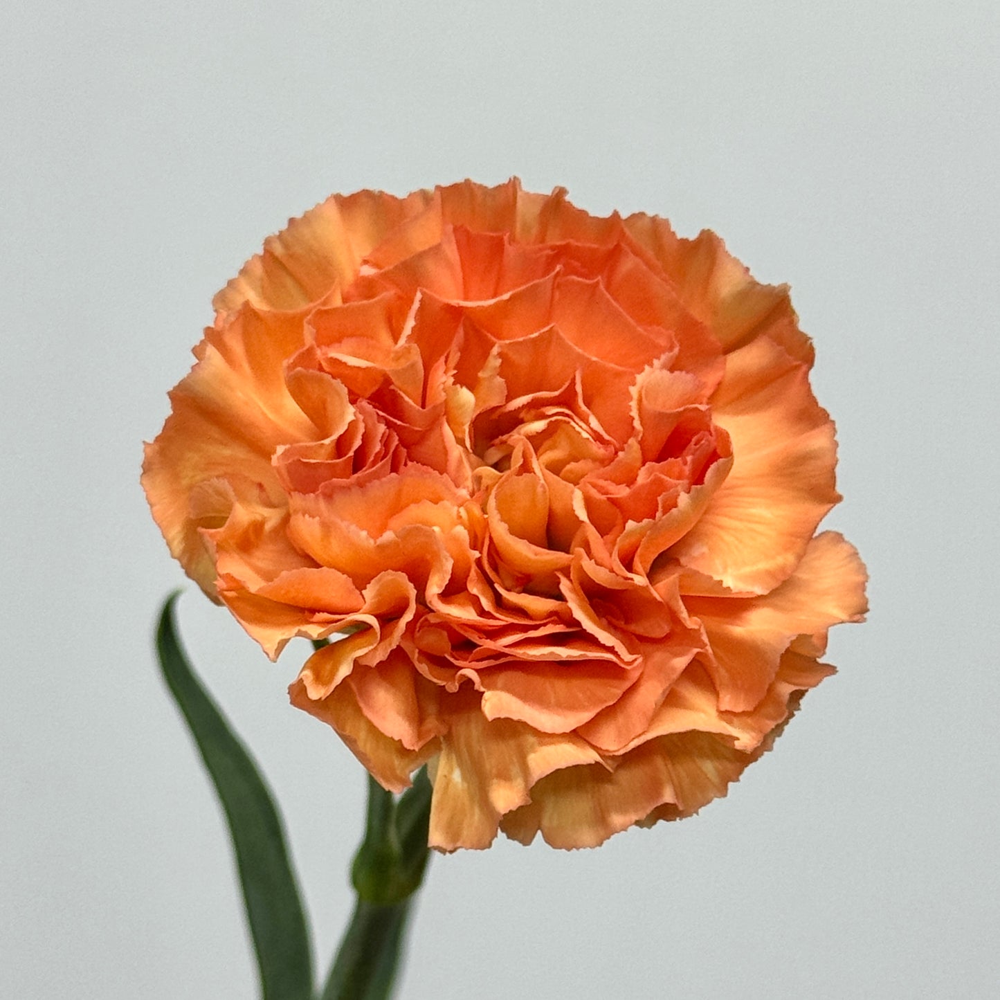Carnation - Orange Memories 橙光橙亿
