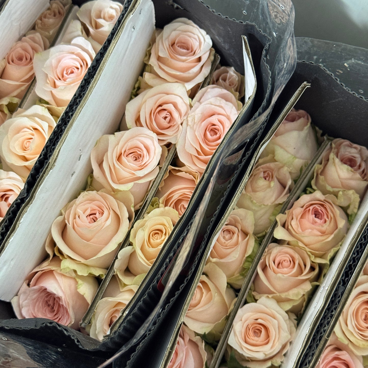 Rose - Pisces 双鱼座