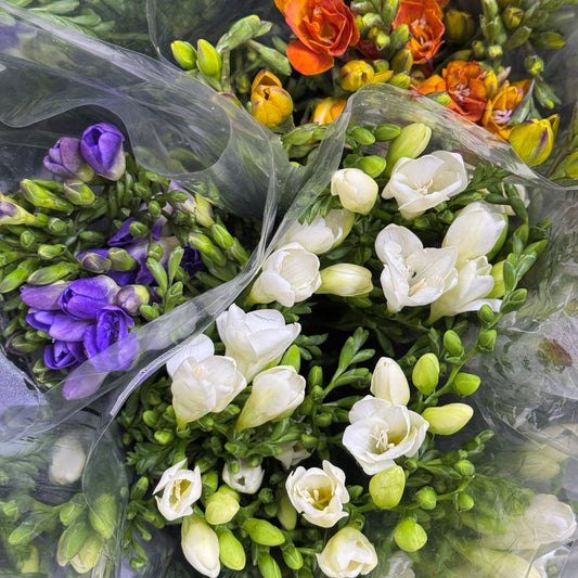 Freesia - Yellow
