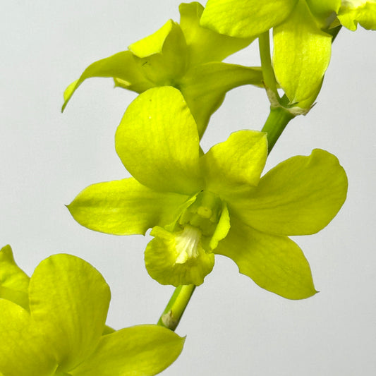 Dendrobium Orchid 50-54cm - Green