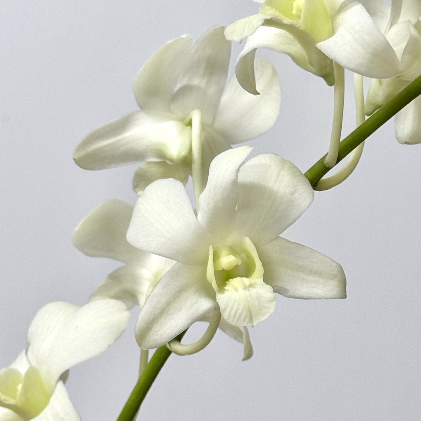Dendrobium Orchid 50-54cm - White