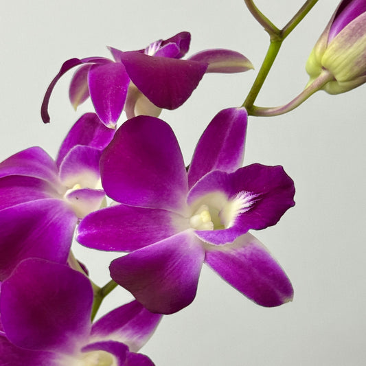 Dendrobium Orchid 50-54cm - Sonia Purple
