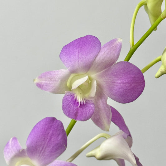 Dendrobium Orchid 50-54cm - Pink Belove