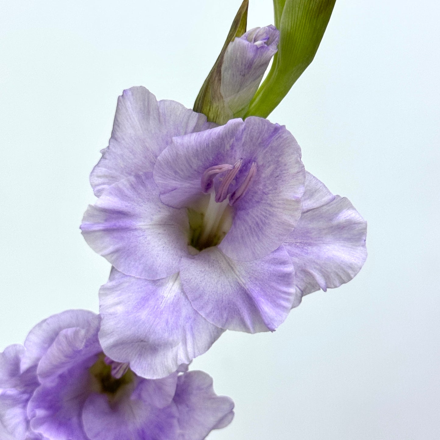Gladiolus - Purple