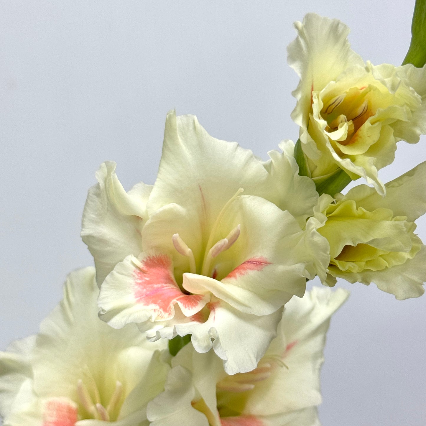 Gladiolus - Cream Mix