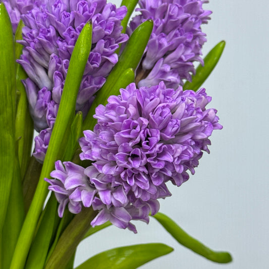 Hyacinthus - Lilac