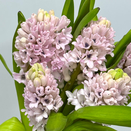 Hyacinthus - Pink