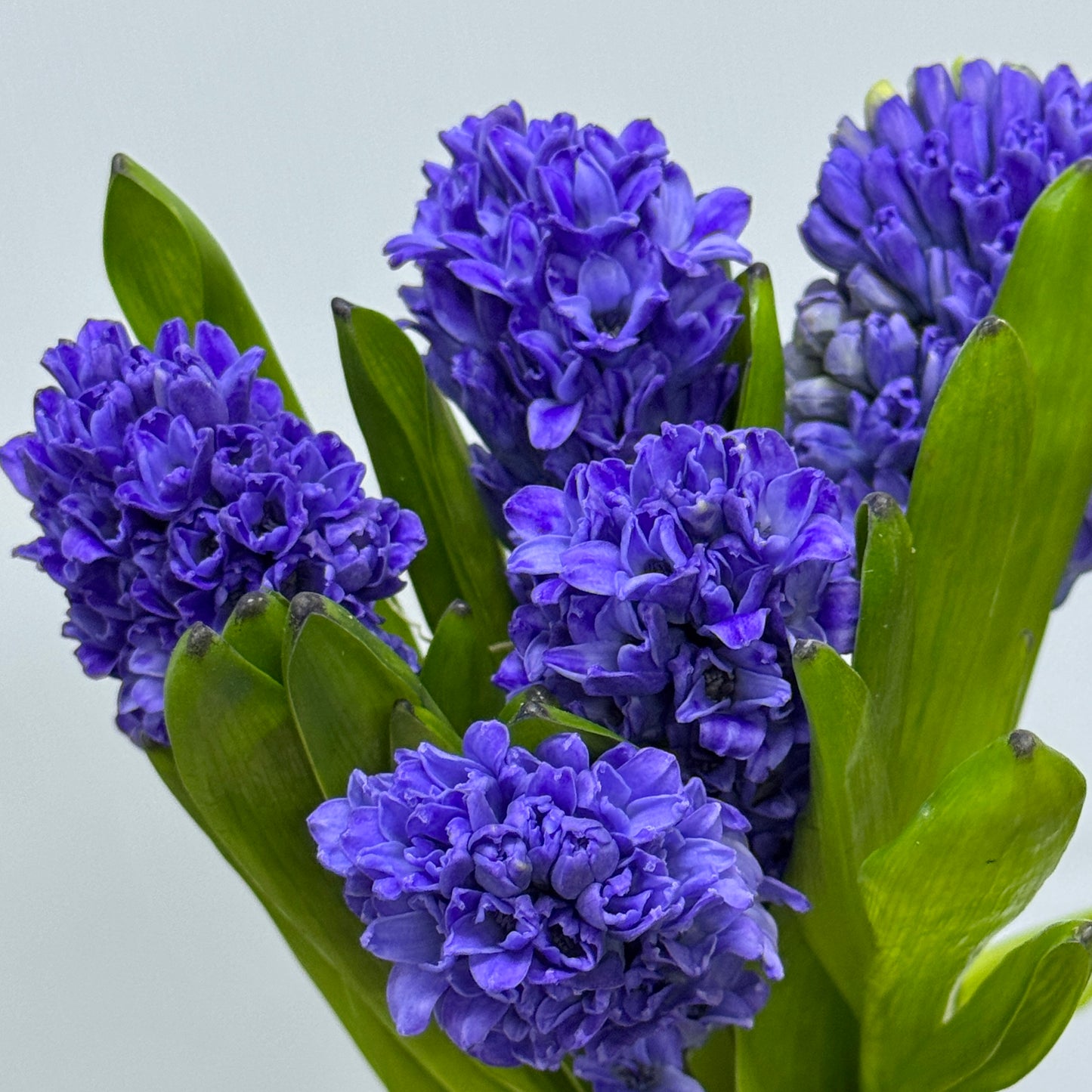 Hyacinthus - Purple
