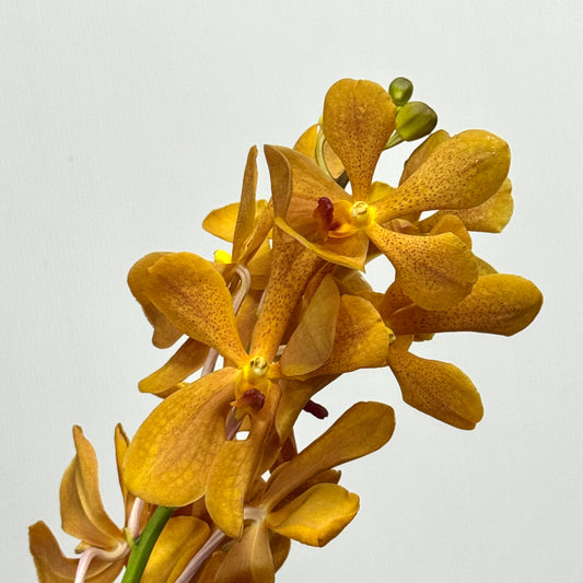 Orchid Mokara 50-54cm - Dark Orange